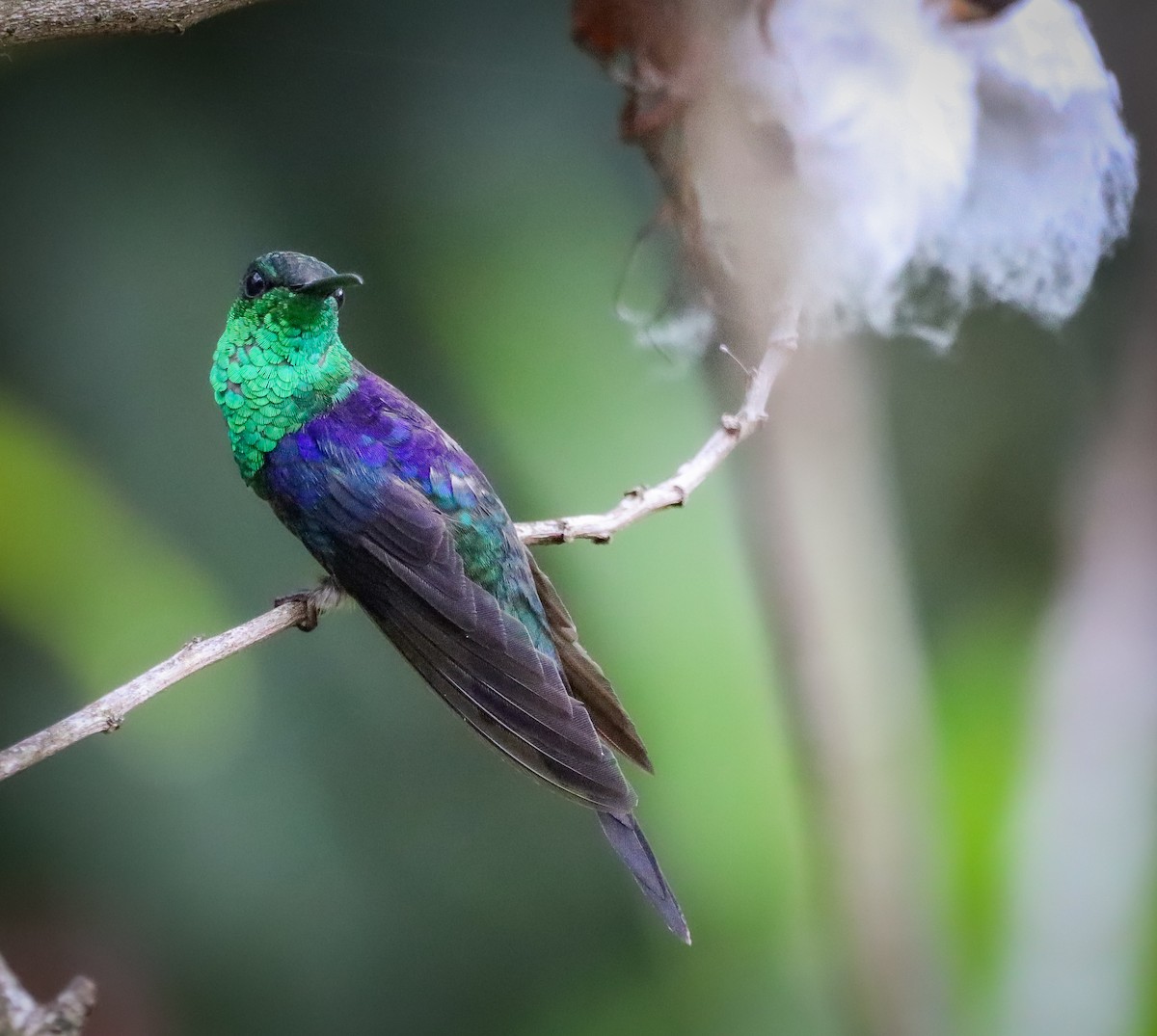 Long-tailed Woodnymph - ML630230755