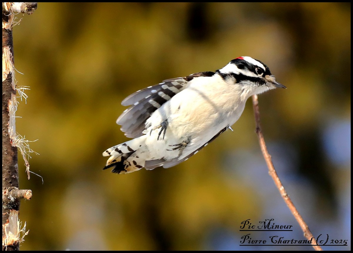 Downy Woodpecker - ML630230792