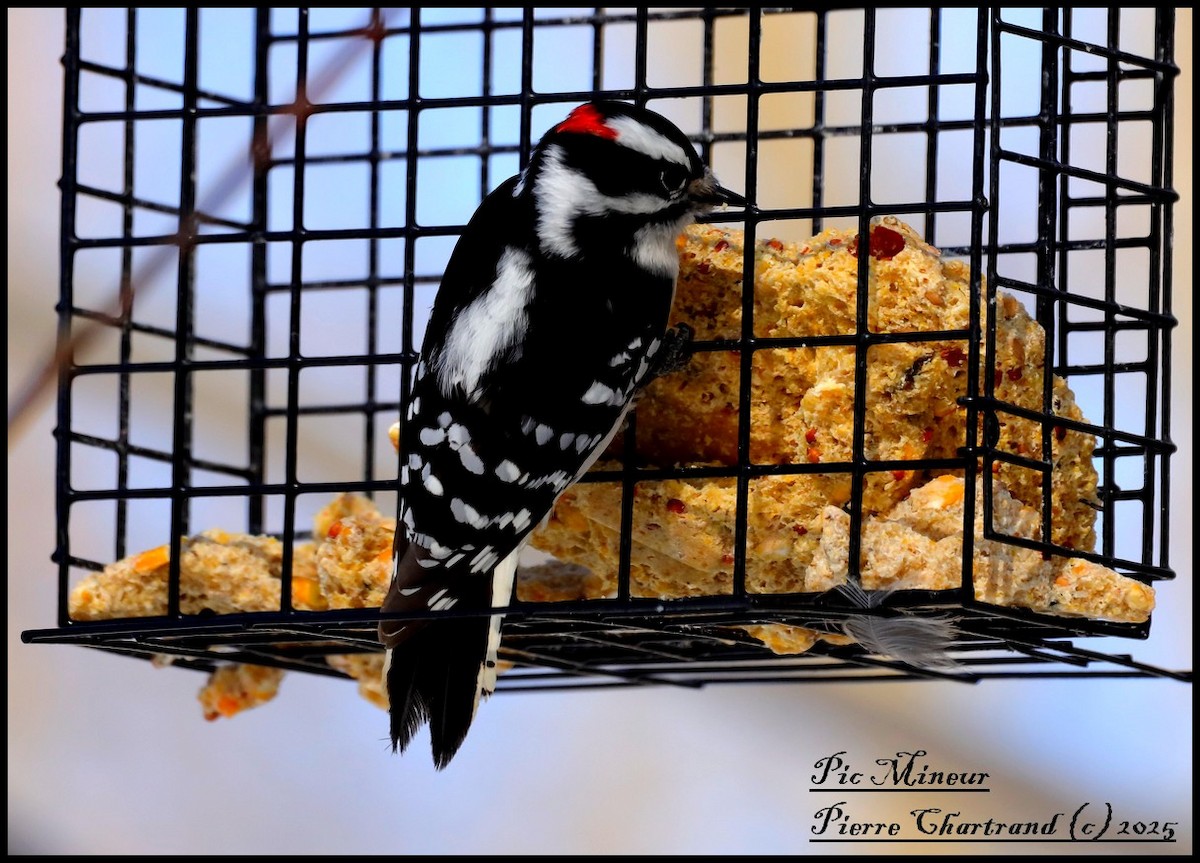 Downy Woodpecker - ML630230793