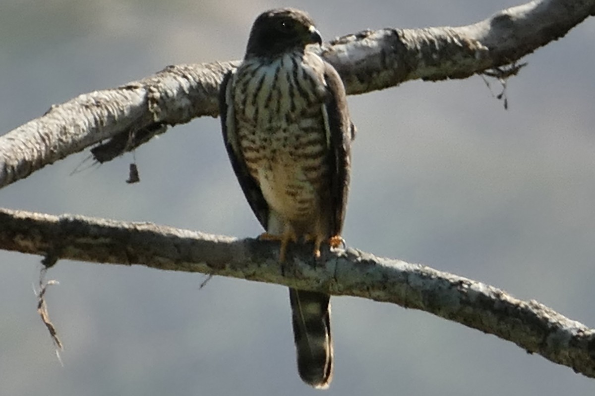 Double-toothed Kite - ML630230804