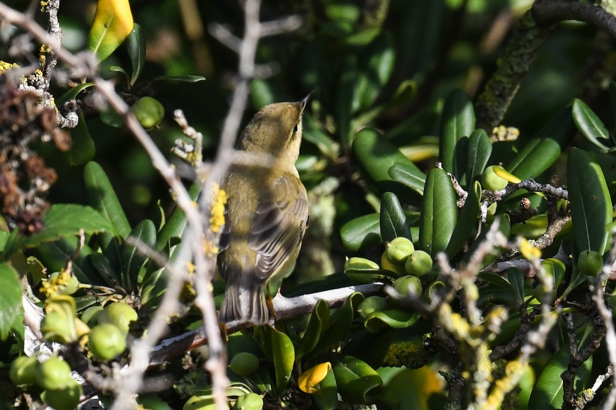 Iberian Chiffchaff - ML630230807