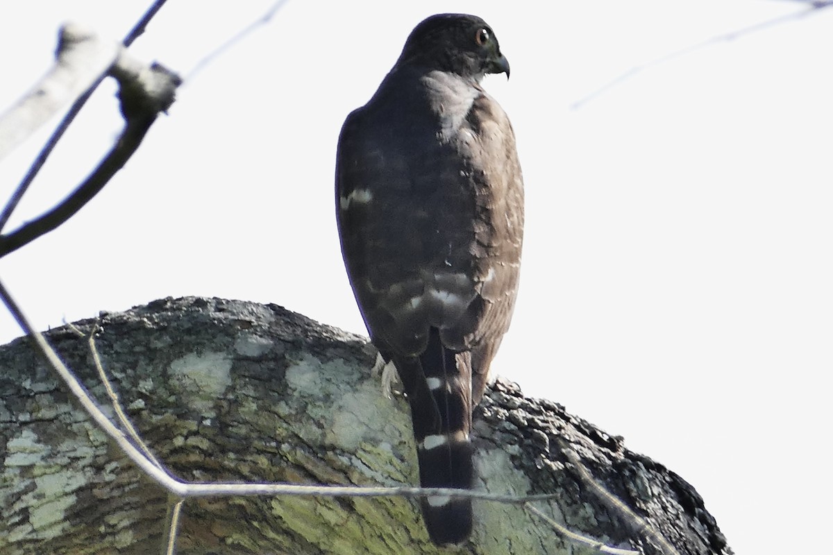 Double-toothed Kite - ML630230814