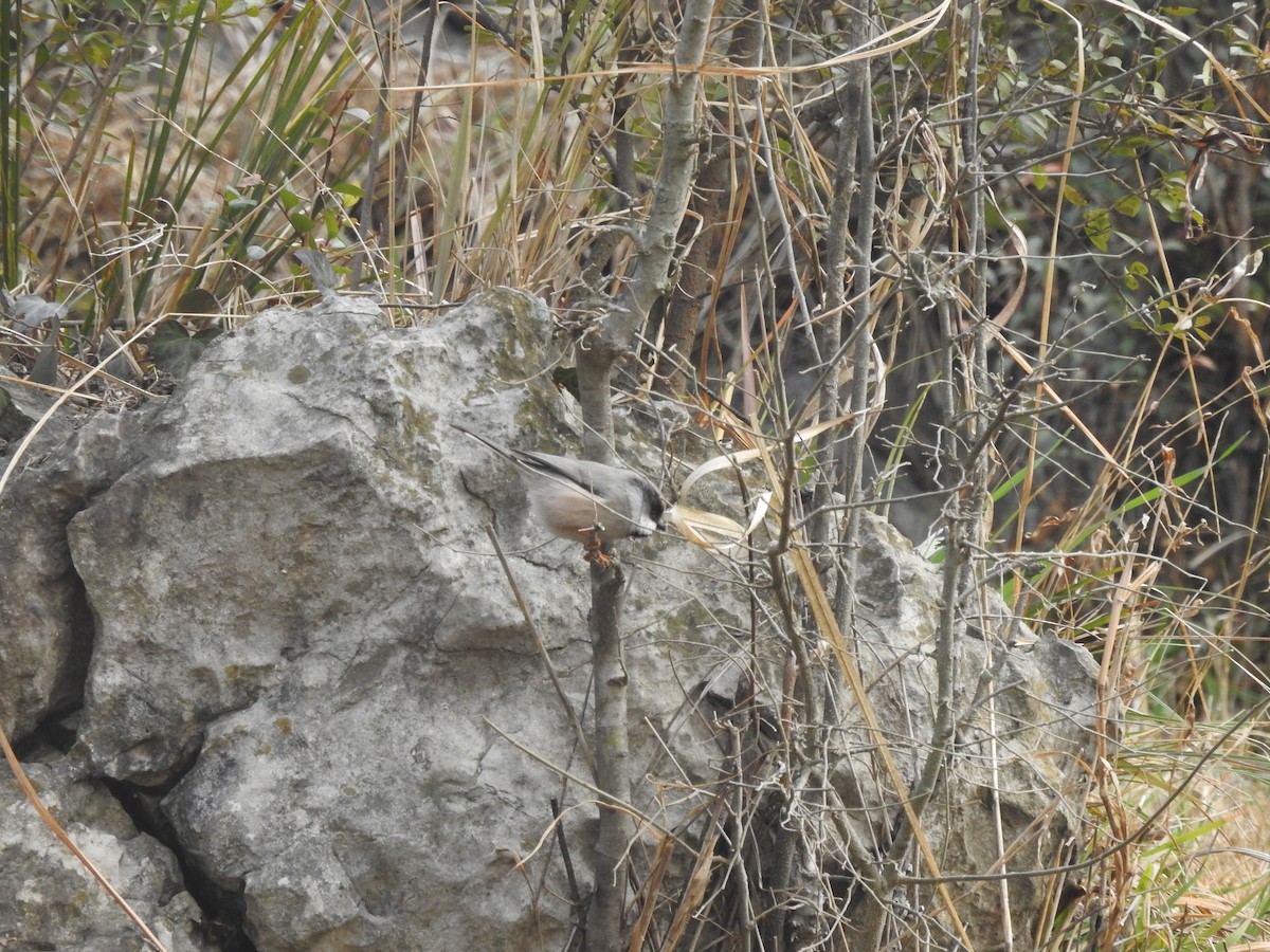 White-cheeked Tit - ML630230818