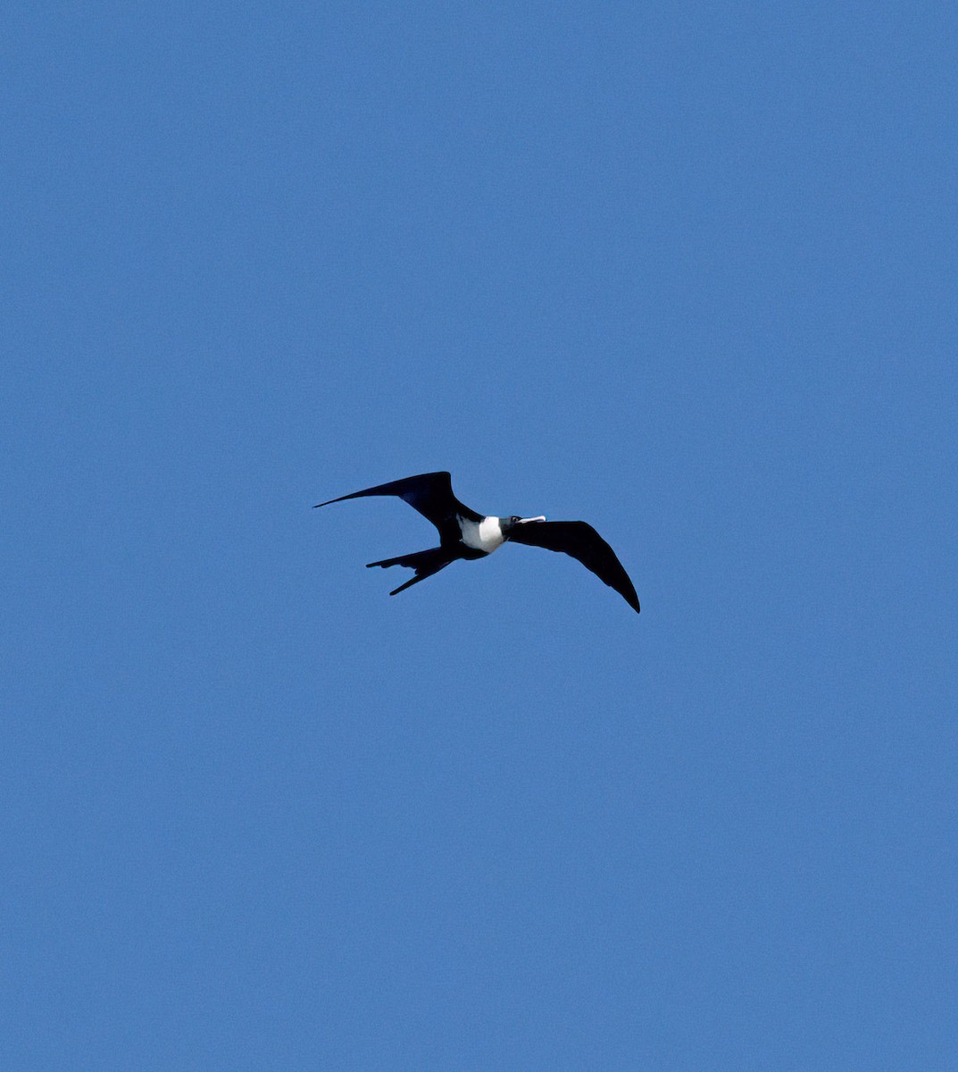 Lesser Frigatebird - ML630230852