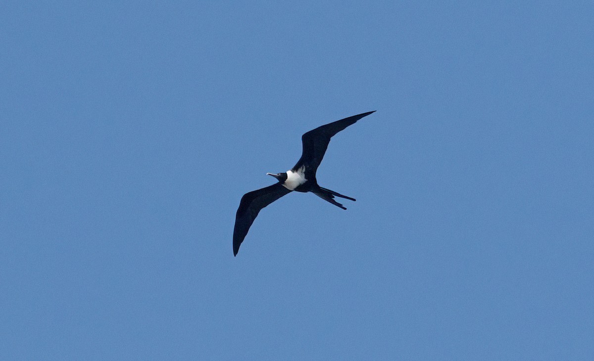 Lesser Frigatebird - ML630230853
