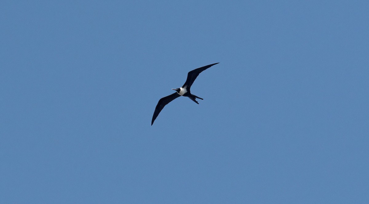 Lesser Frigatebird - ML630230854