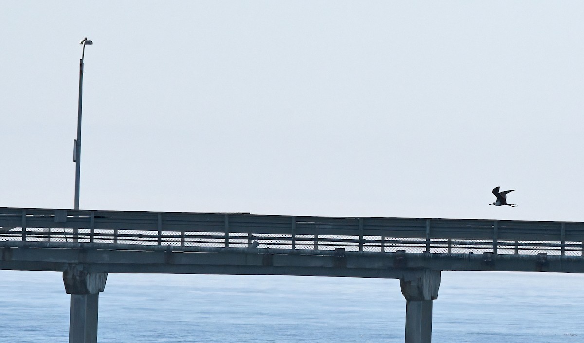 Lesser Frigatebird - ML630230858