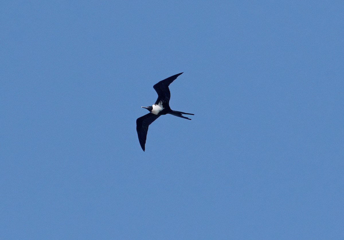 Lesser Frigatebird - ML630230859