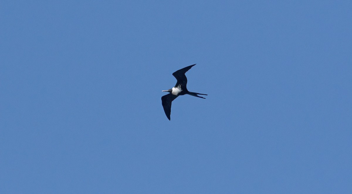 Lesser Frigatebird - ML630230861