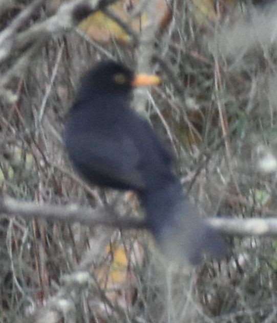 Хар хөөндэй - ML630230881