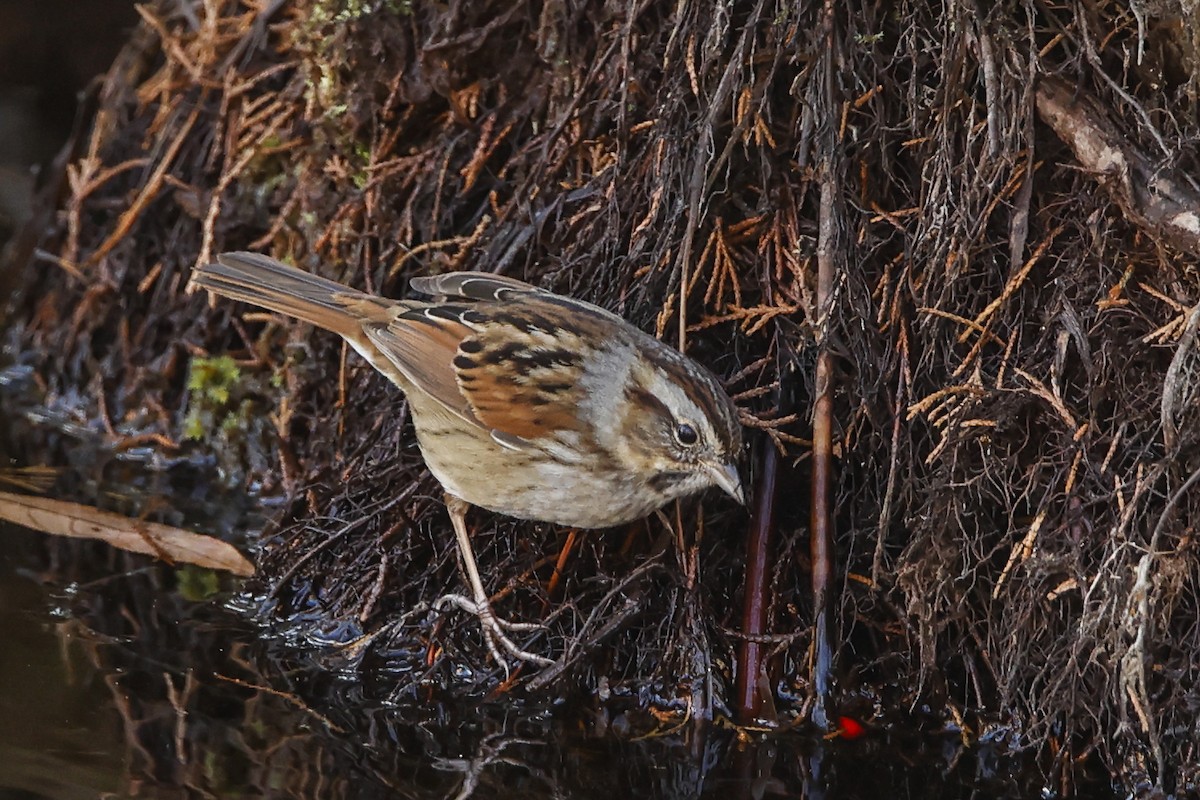 Swamp Sparrow - ML630230933