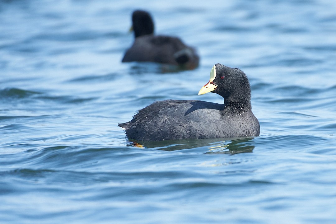 Red-gartered Coot - ML630230993