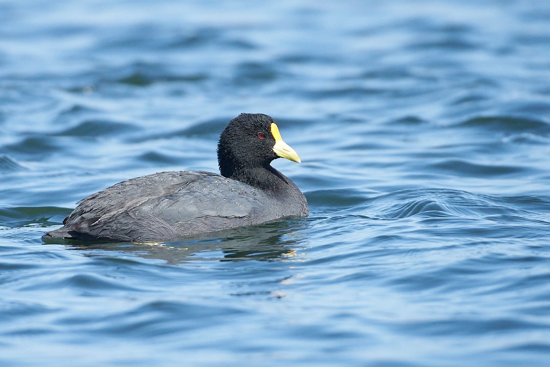 White-winged Coot - ML630231008