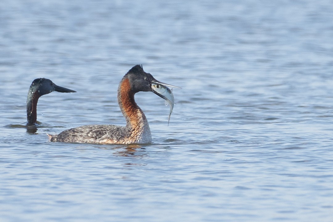 Great Grebe - ML630231024