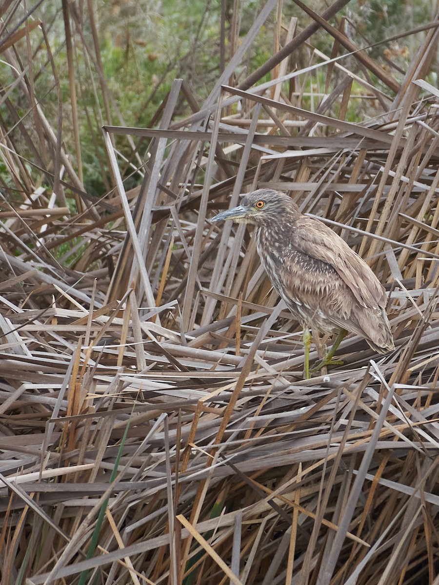 Black-crowned Night Heron - ML630231046