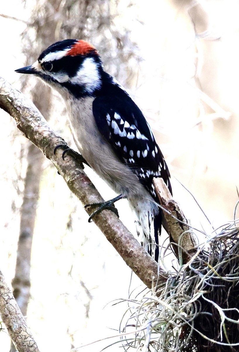 Downy Woodpecker - ML630231143