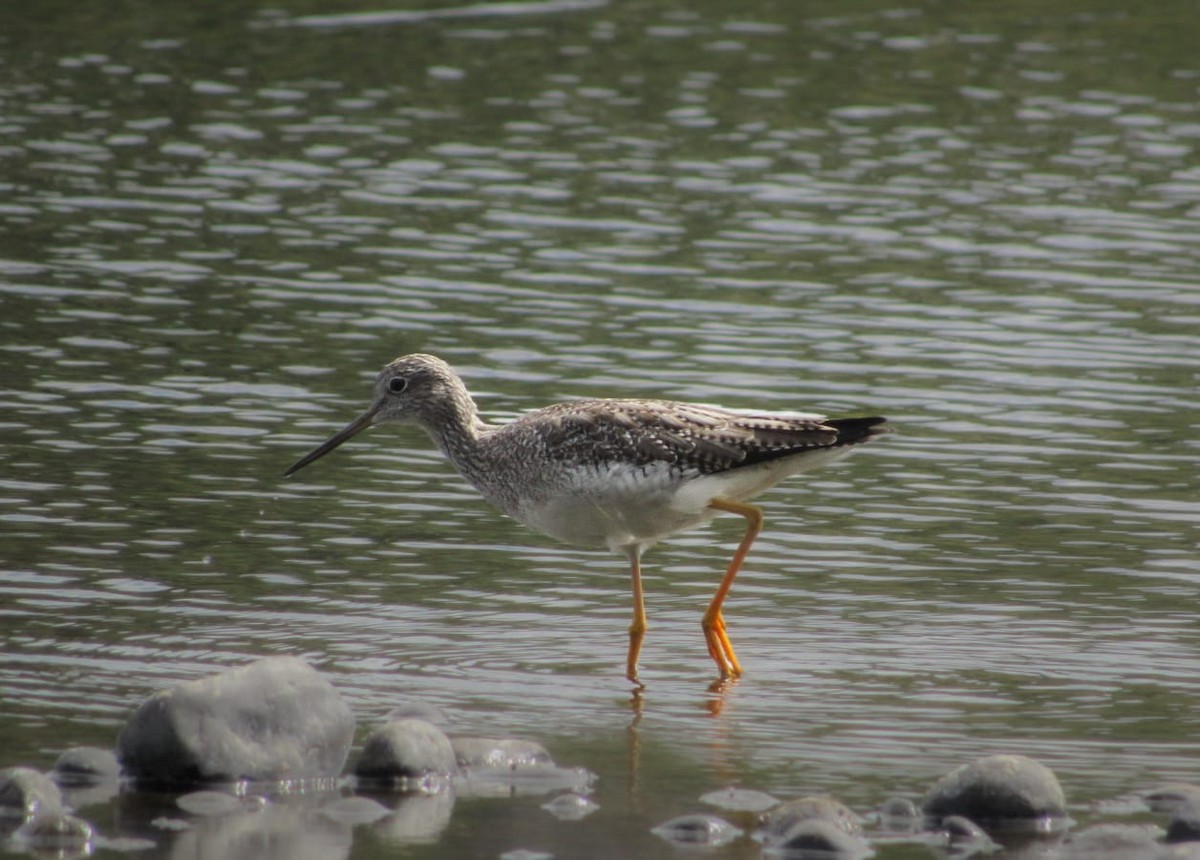 Greater Yellowlegs - ML630231191