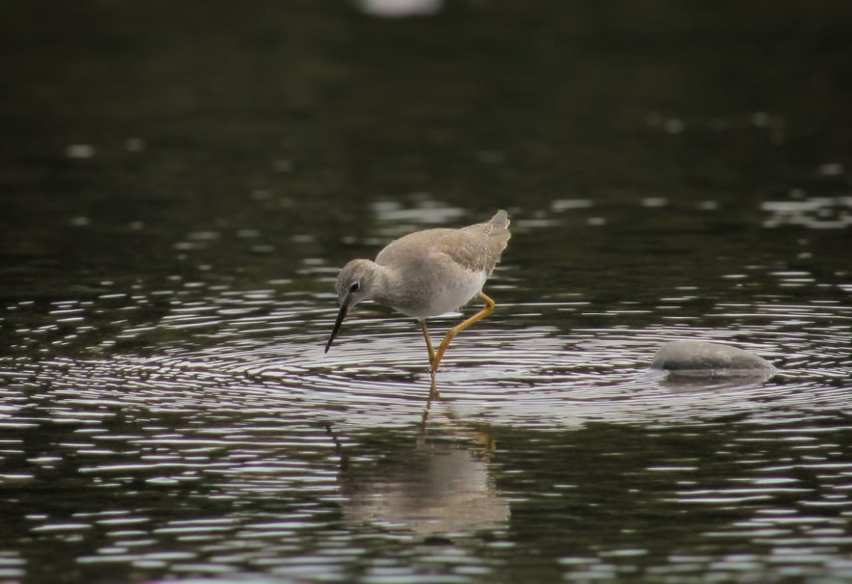 Greater Yellowlegs - ML630231192