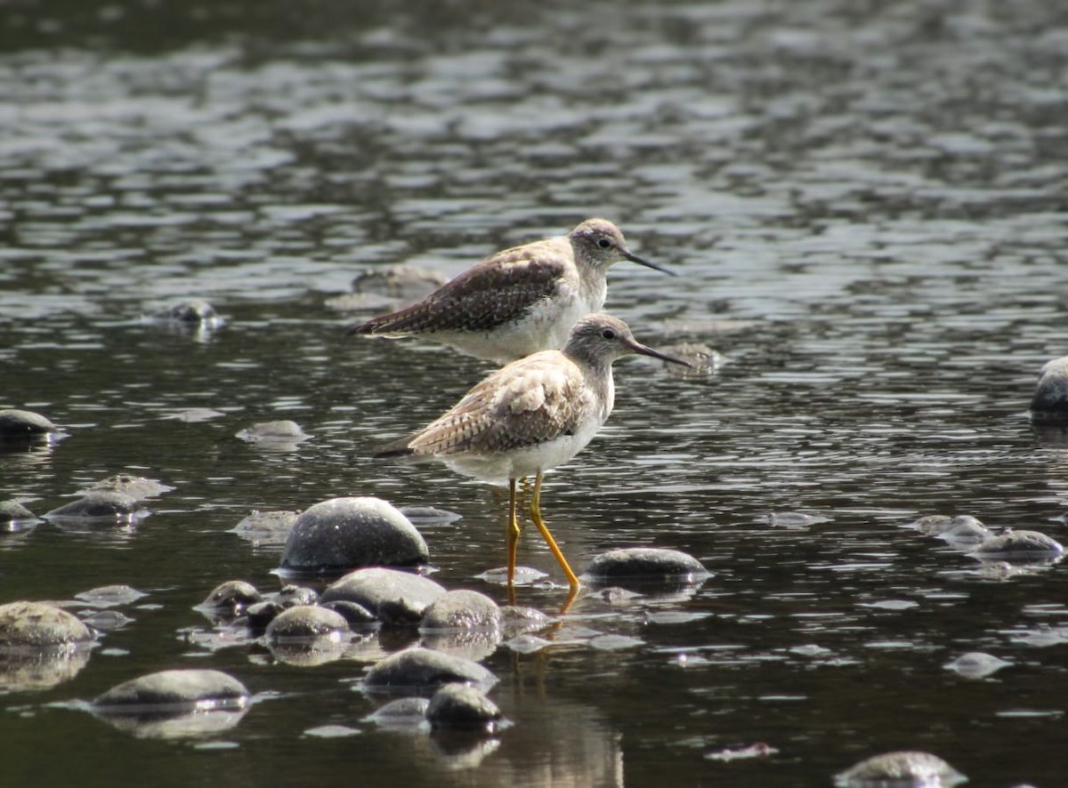 Greater Yellowlegs - ML630231193