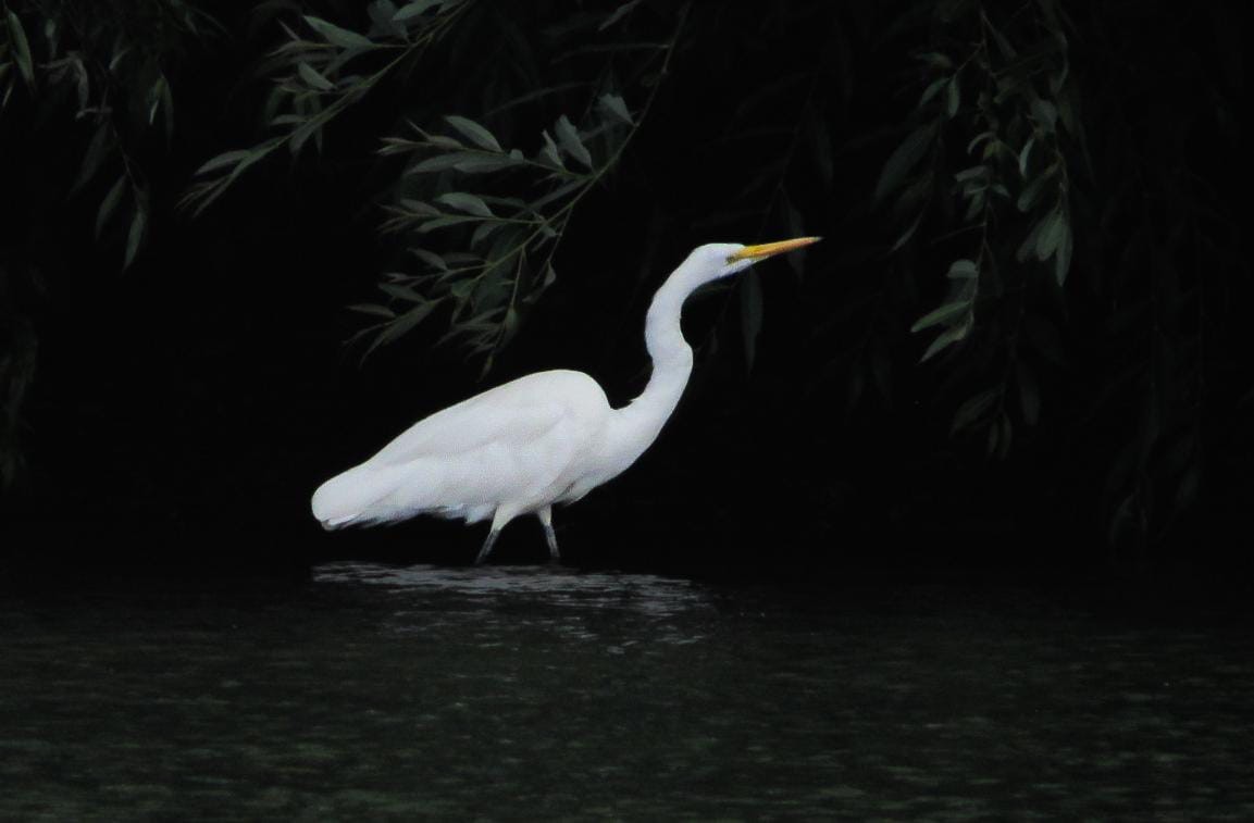 Great Egret - ML630231272