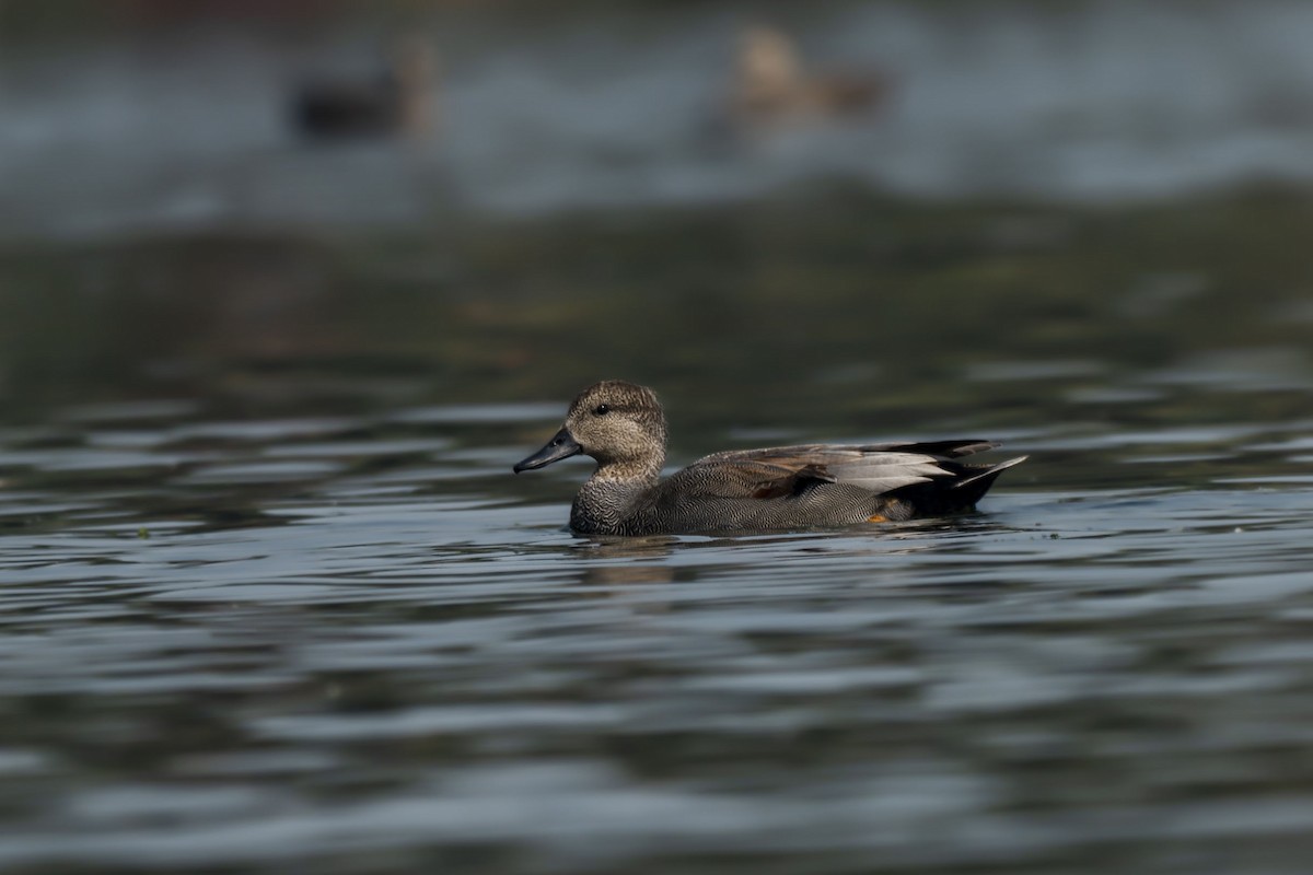 赤膀鴨 - ML630231460