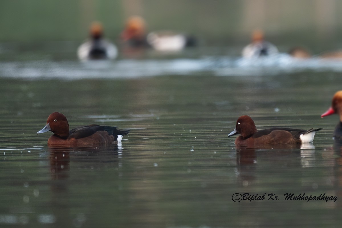 白眼潛鴨 - ML630231466