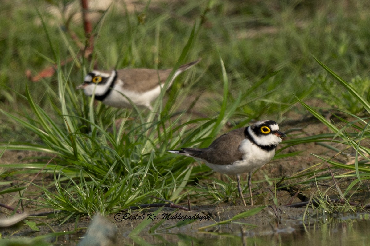 小環頸鴴 - ML630231502