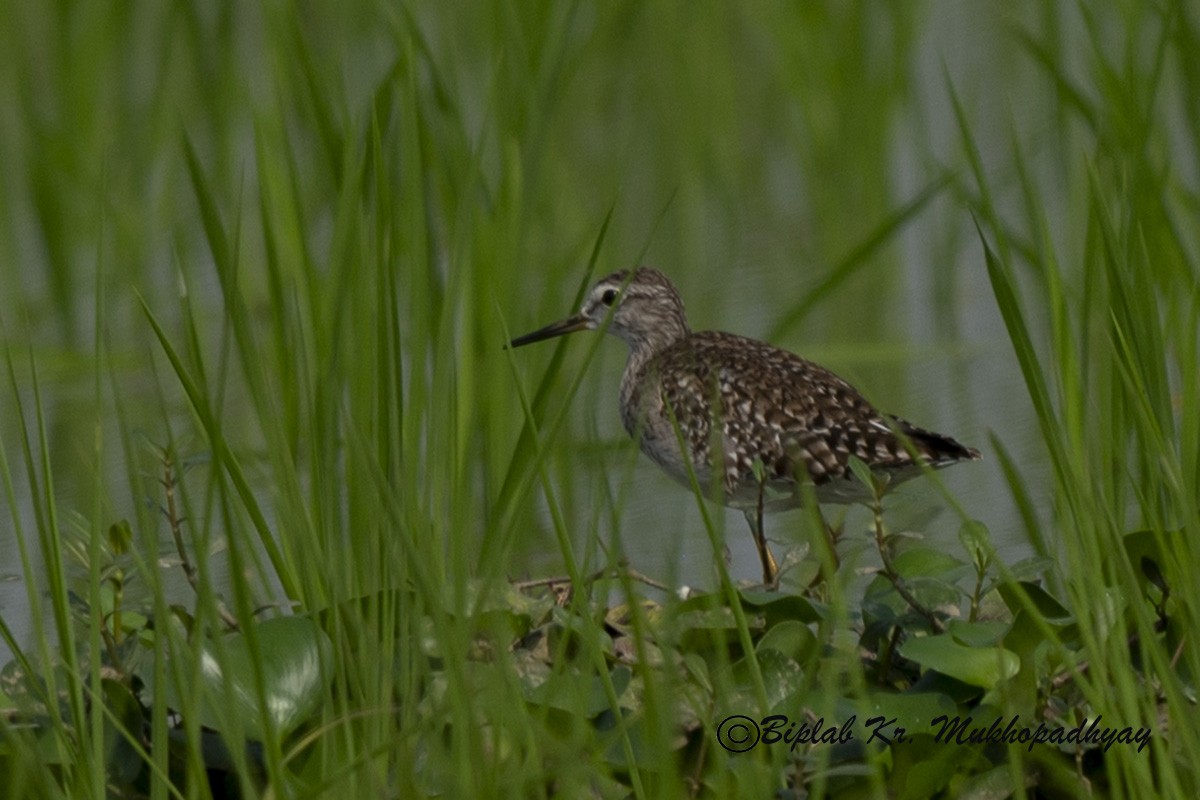 鷹斑鷸 - ML630231534