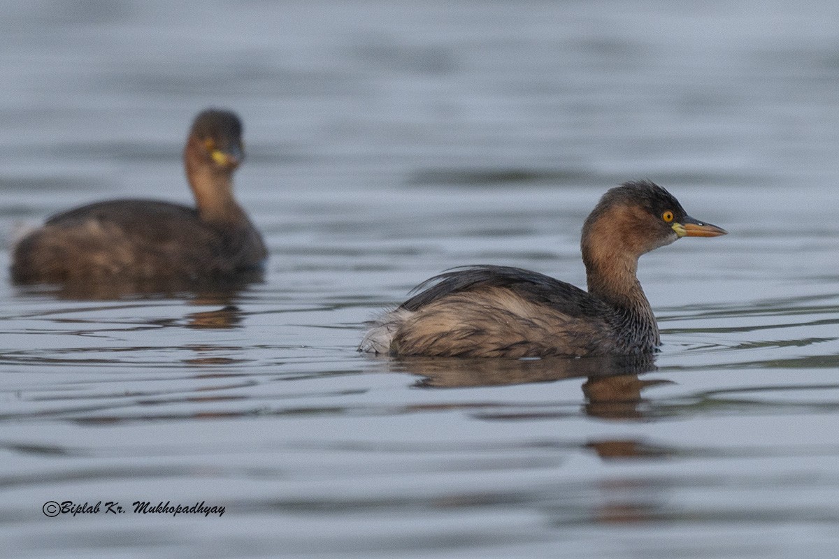 小鸊鷉 - ML630231535