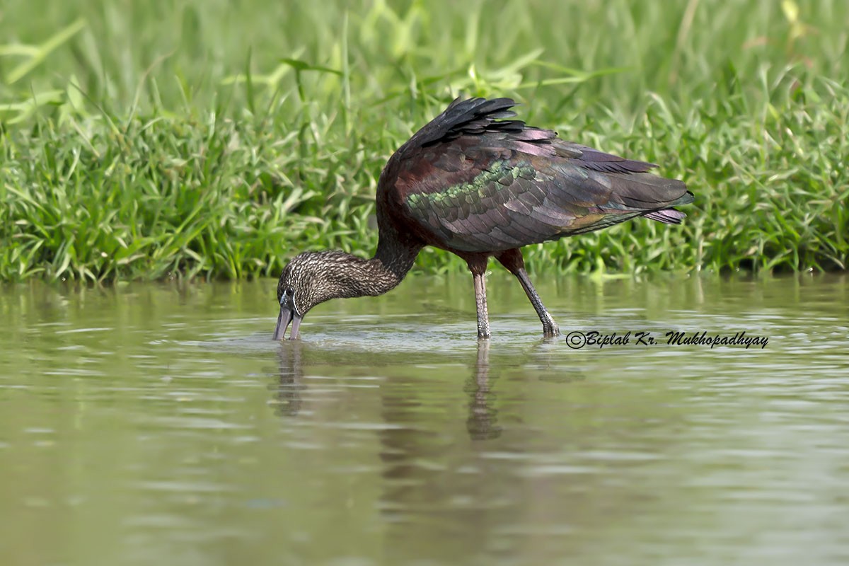 彩䴉 - ML630231538