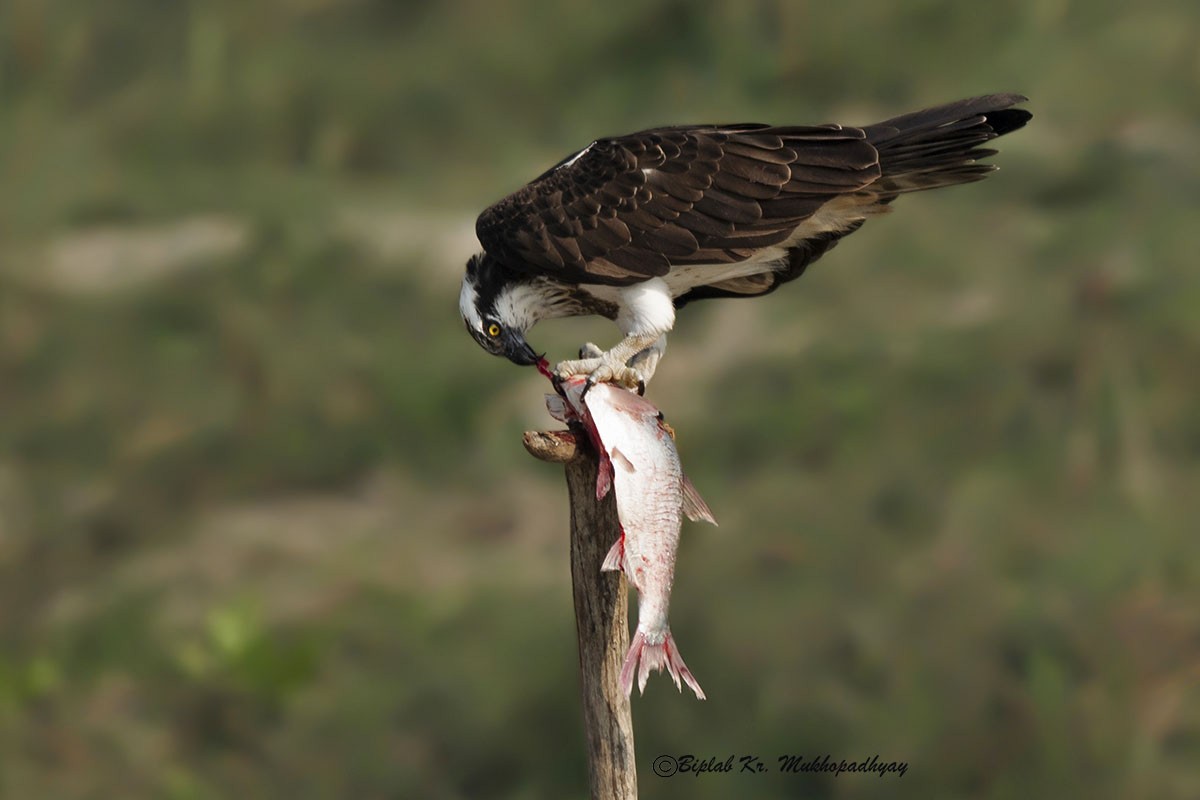 魚鷹 - ML630231550