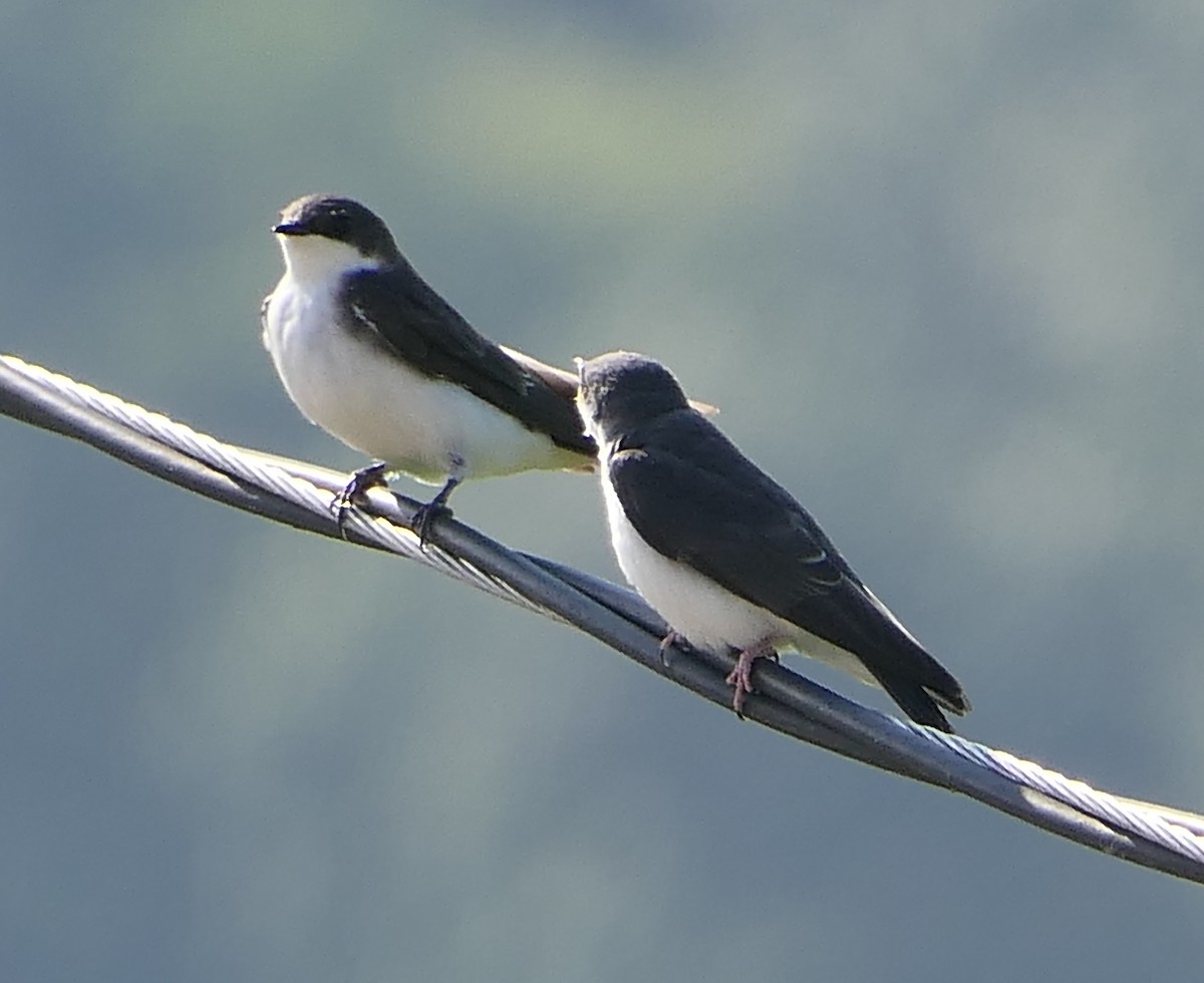 Tree Swallow - Claire Herzog