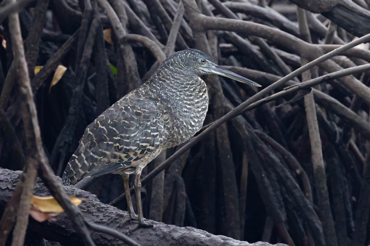 White-crested Tiger-Heron - ML630232041