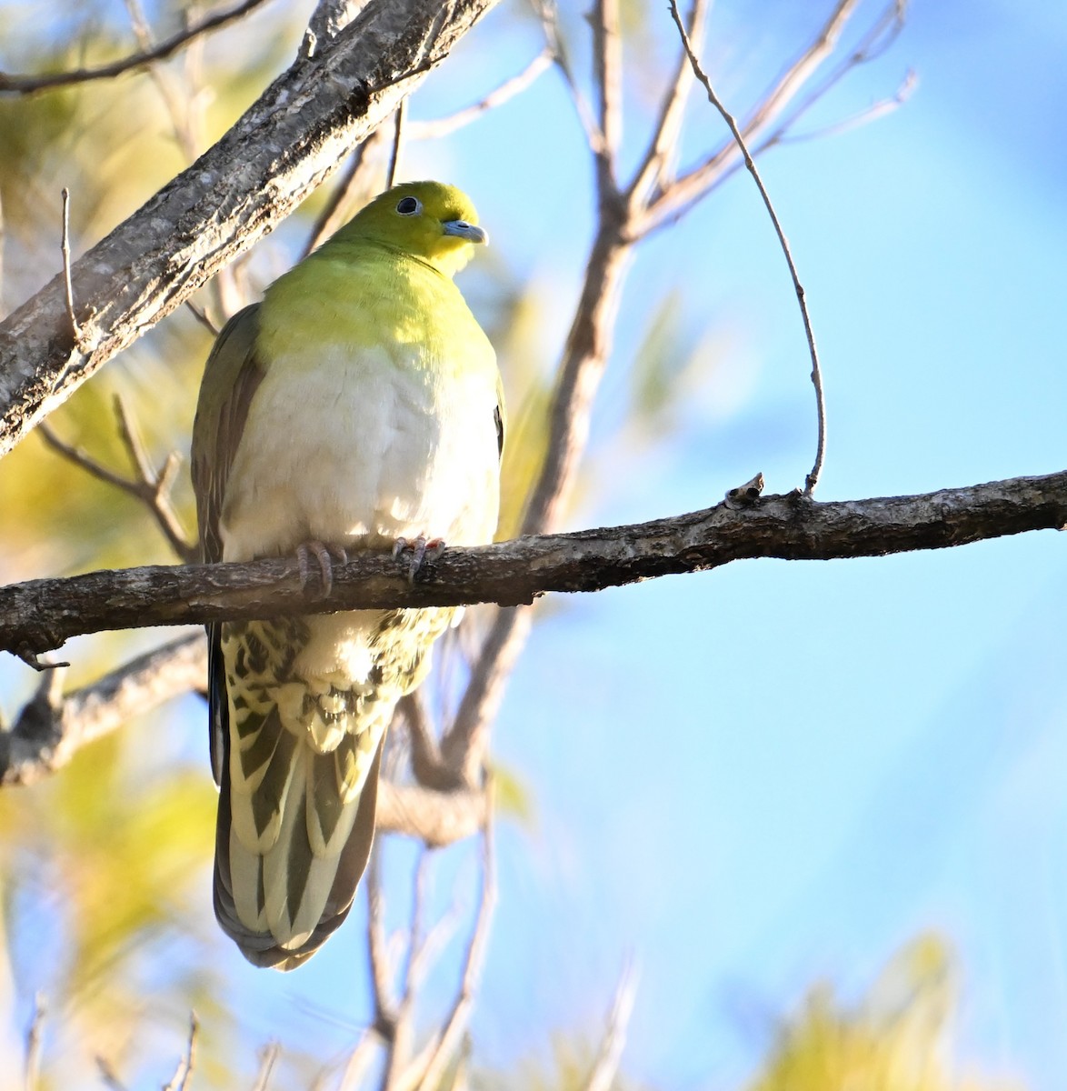 White-bellied Green-Pigeon - ML630232208