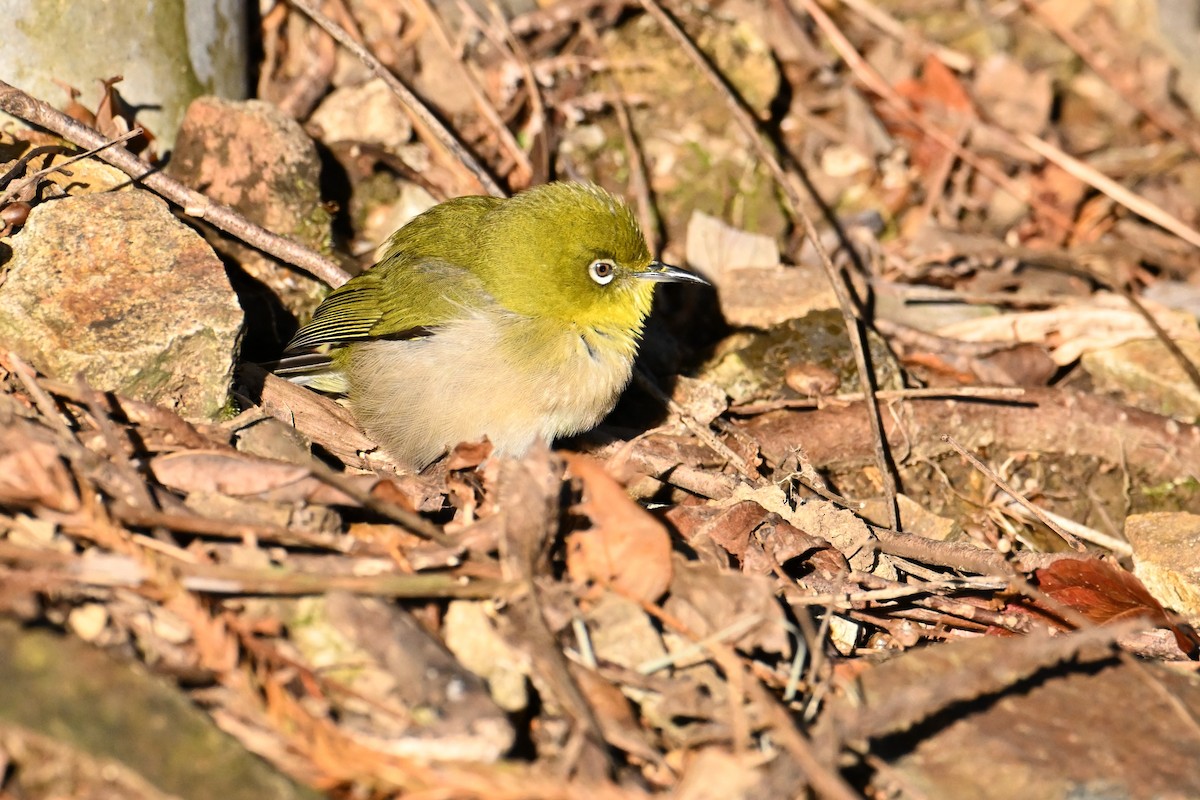 Warbling White-eye - ML630232327