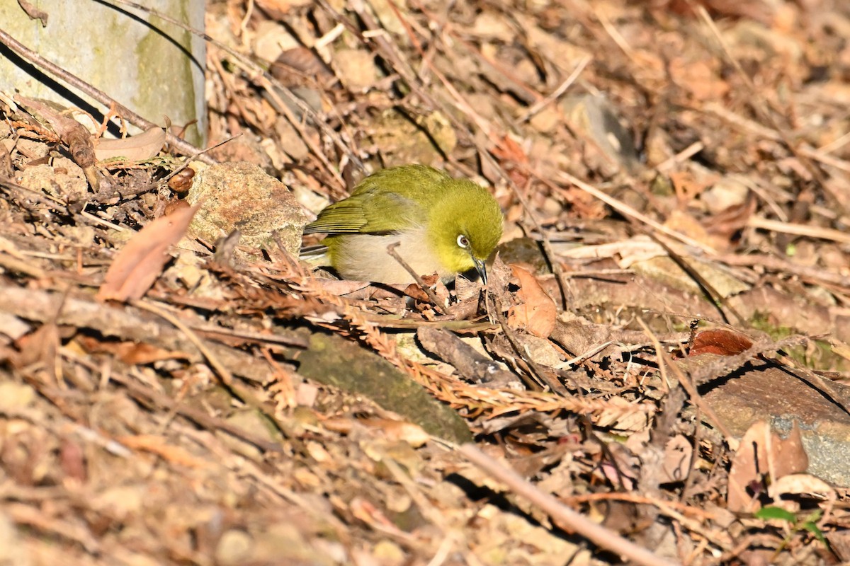 Warbling White-eye - ML630232354