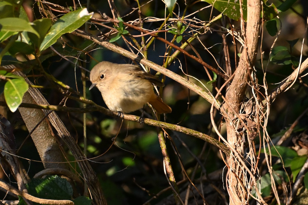 Daurian Redstart - ML630232367