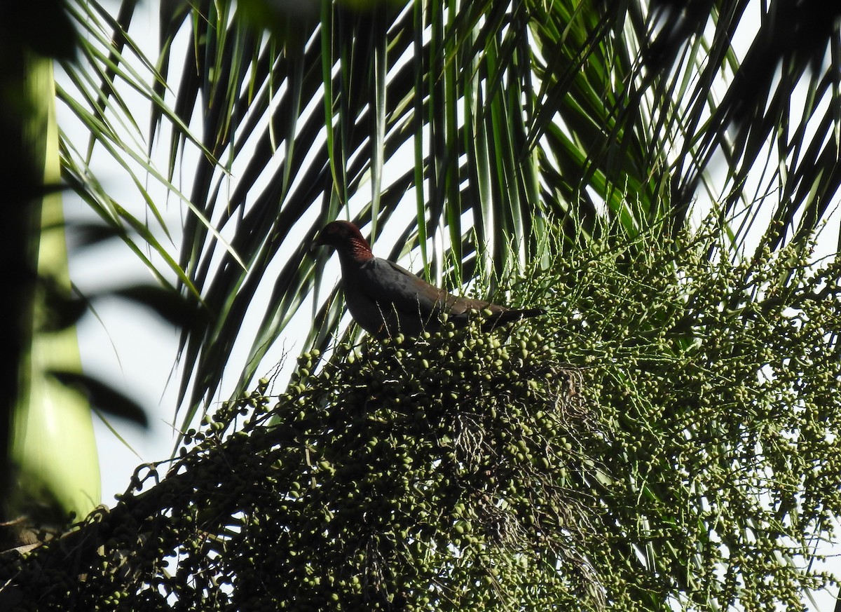 Scaly-naped Pigeon - ML630232390