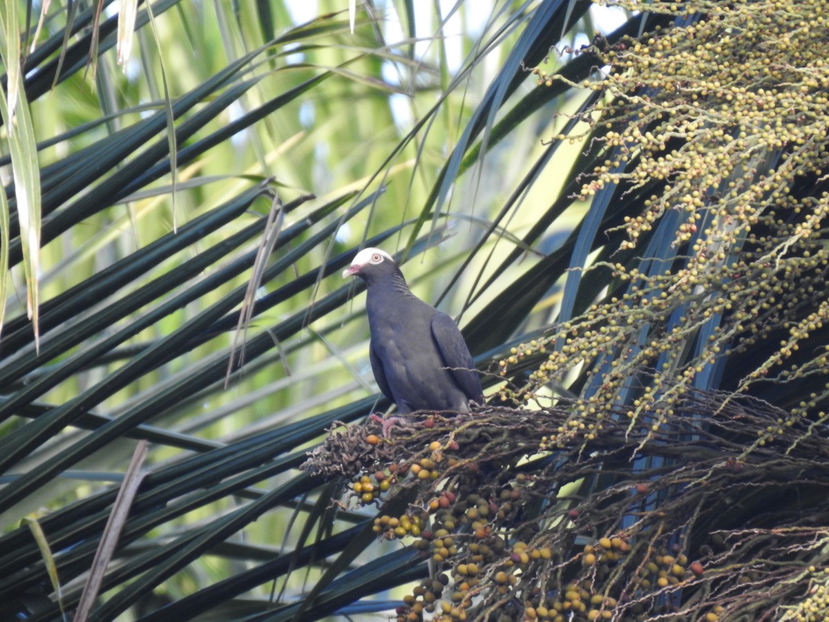 White-crowned Pigeon - ML630232399