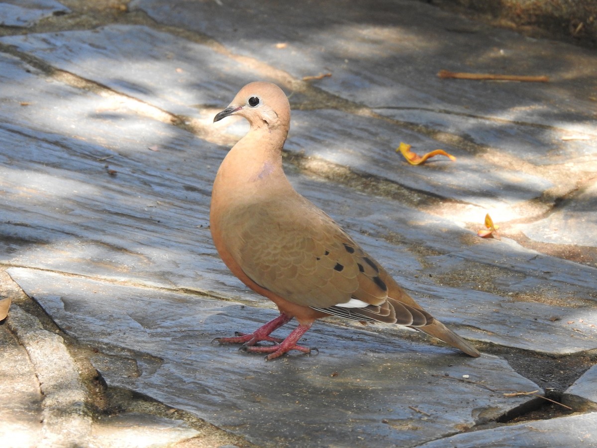 Zenaida Dove - ML630232405