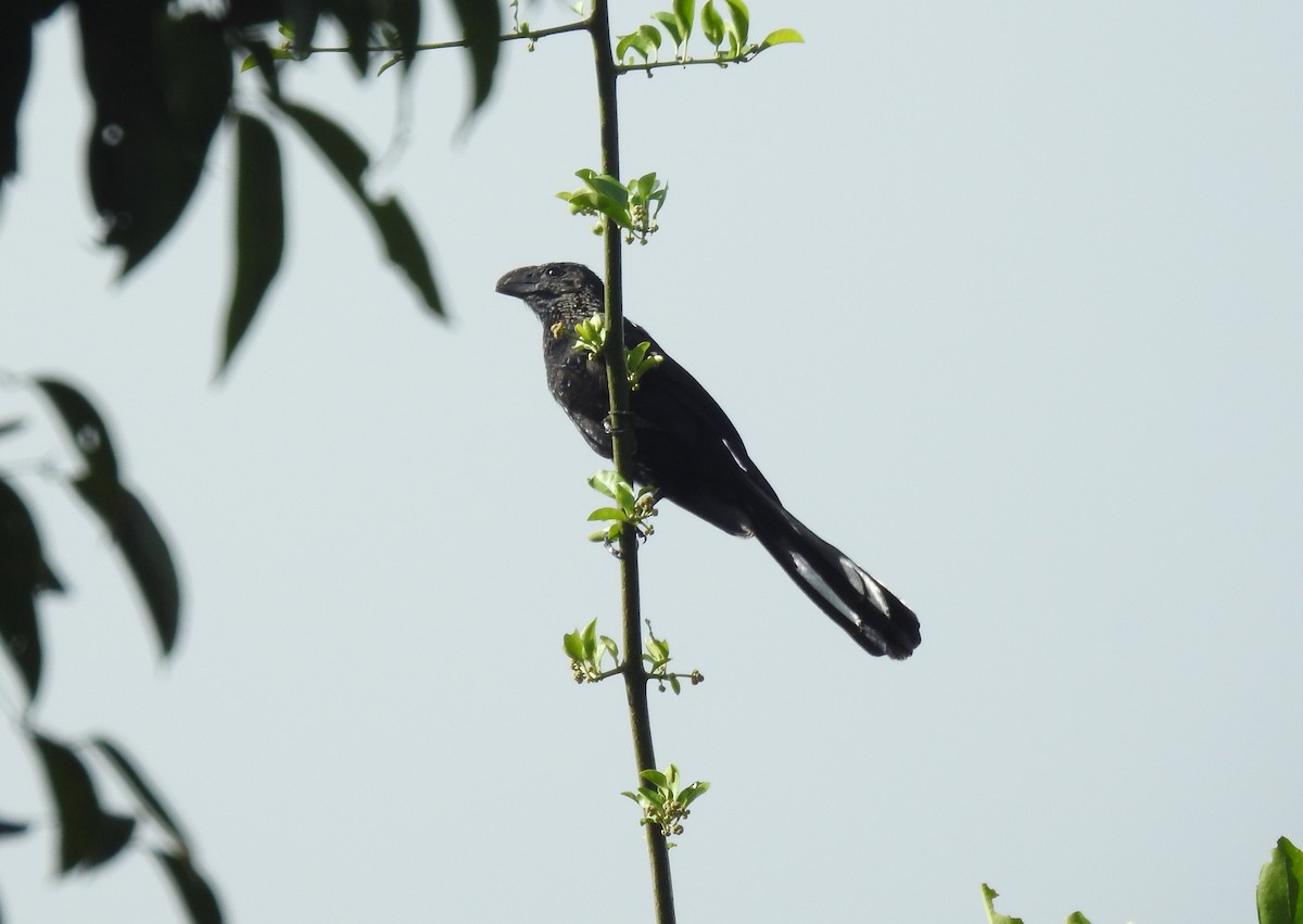 Smooth-billed Ani - ML630232410