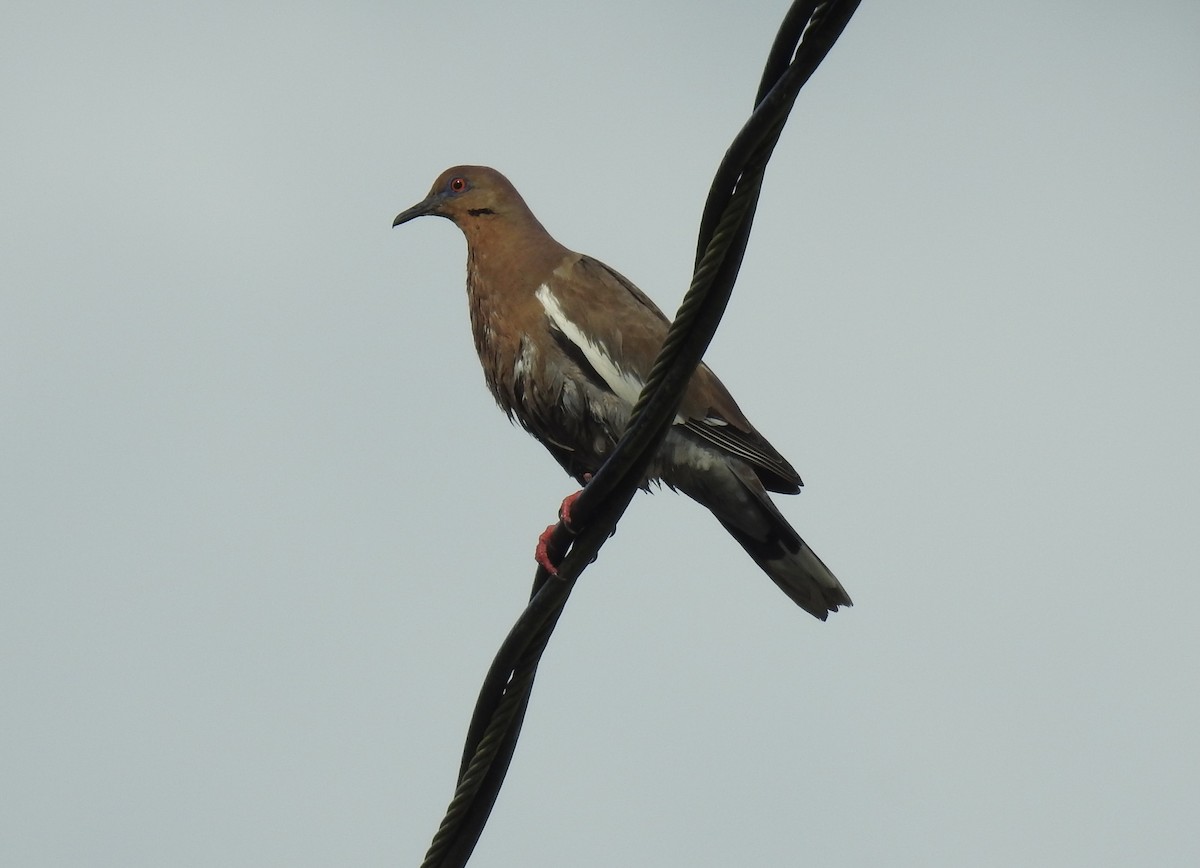 White-winged Dove - ML630232414