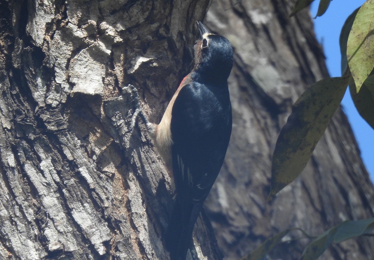 Puerto Rican Woodpecker - ML630232424