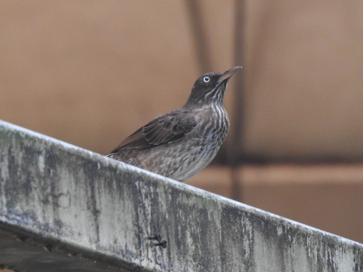 Pearly-eyed Thrasher - ML630232438