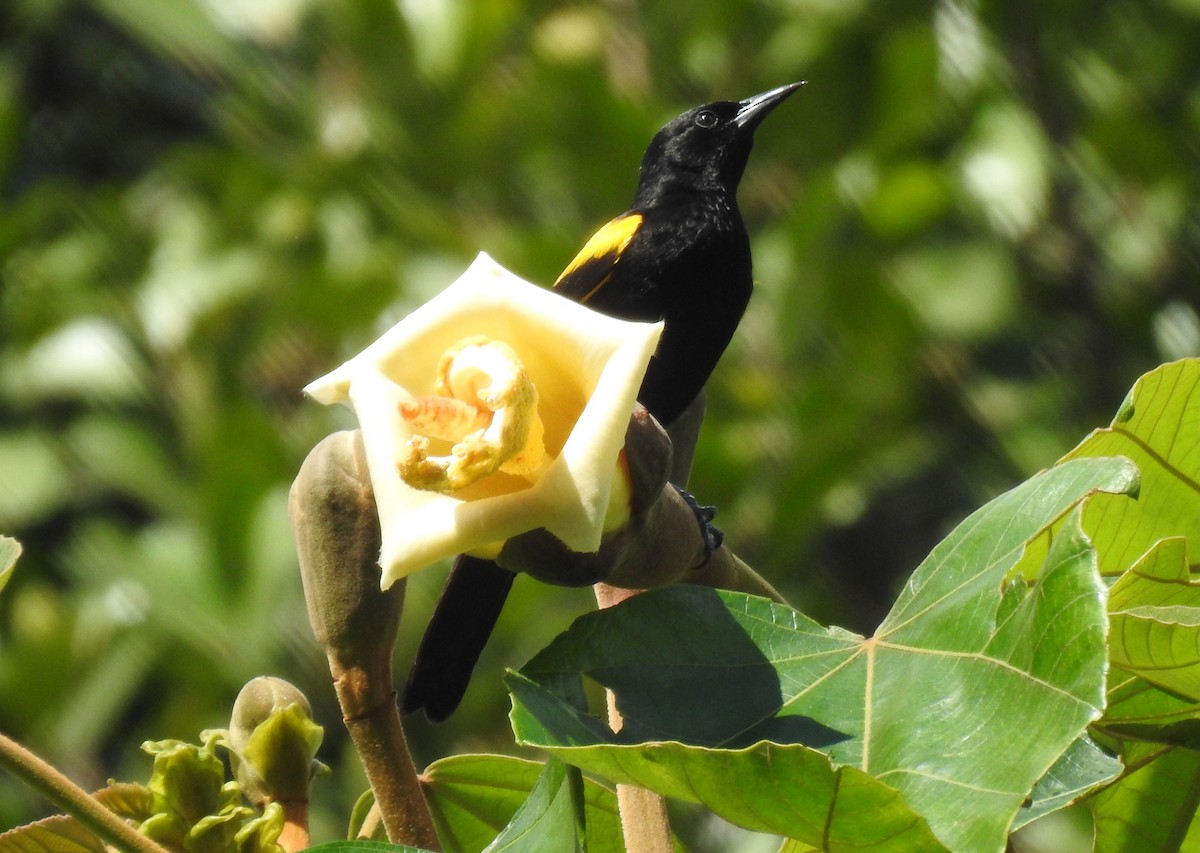 Turpial Puertorriqueño - ML630232442