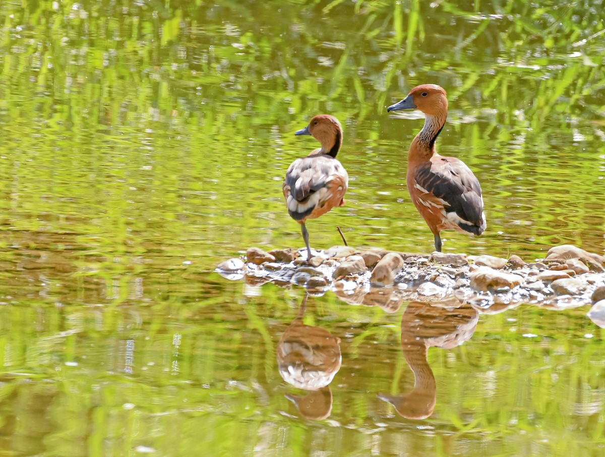 Fulvous Whistling-Duck - ML630232466