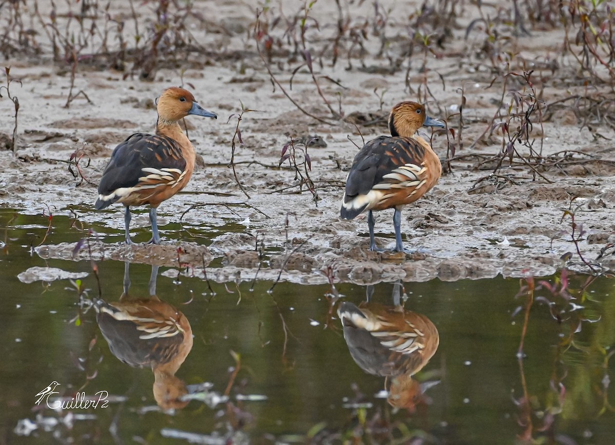 Fulvous Whistling-Duck - ML630232473