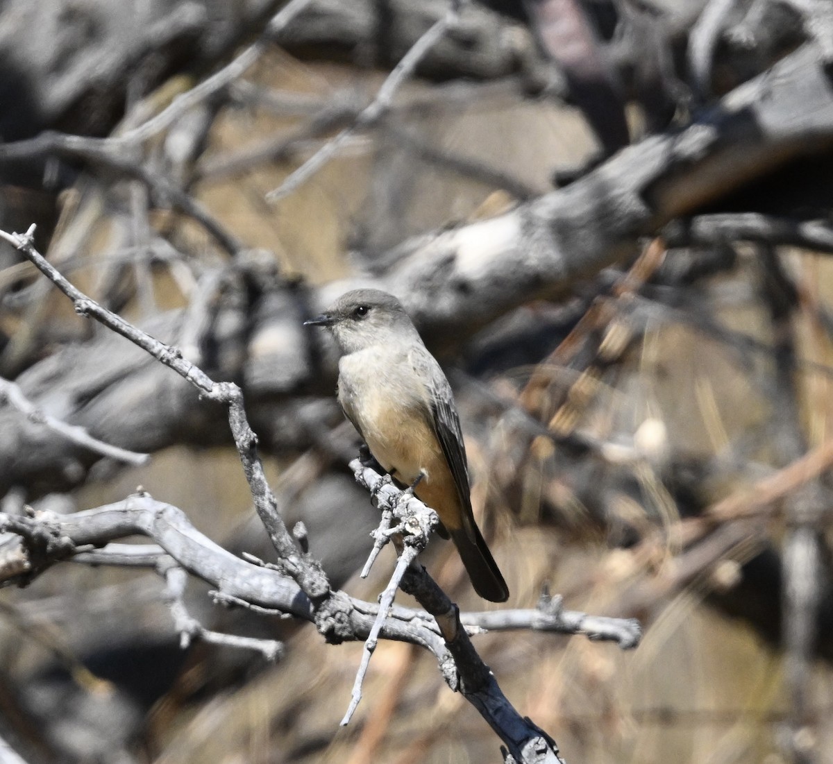Say's Phoebe - ML630232479
