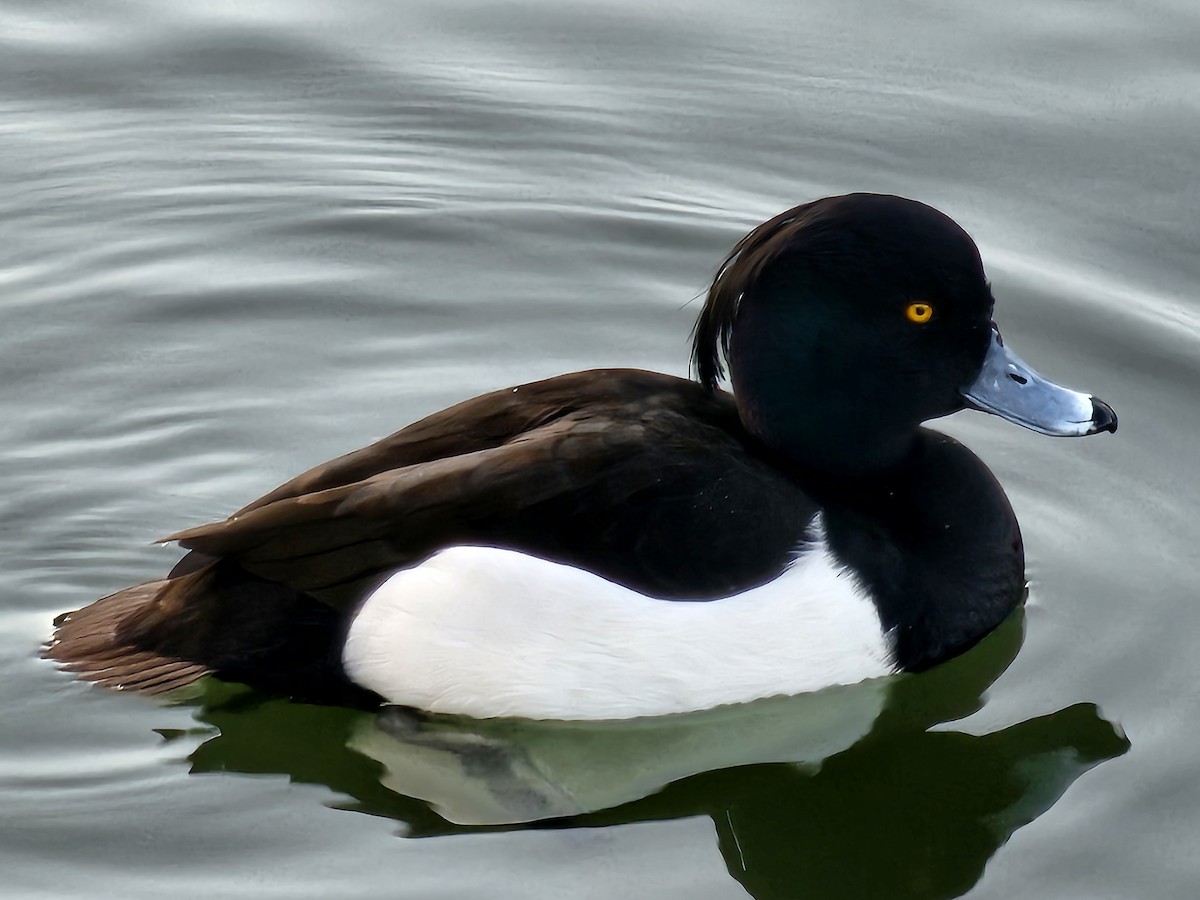Tufted Duck - ML630232490