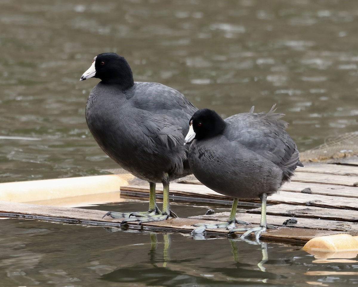 American Coot - ML630232594